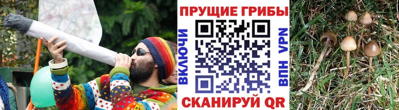 где найти   Светогорск  hydra рабочий сайт  Галлюциногенные грибы ЛСД 